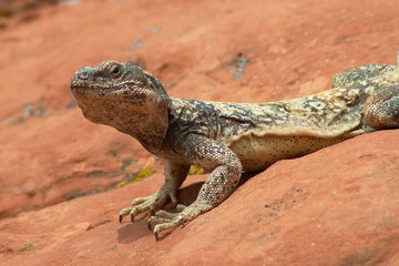 Desert Iguana