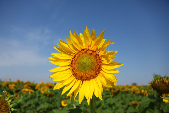 Sunflower, the big beautiful flower. An agricultural crop.