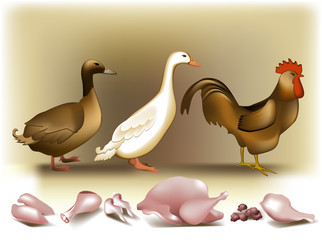 Poultry and white meat.