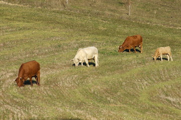 Vaches broutant dans un pré