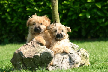 deux chiots bergers des pyrénées couchés sur une souche