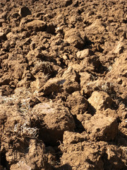 campo arato