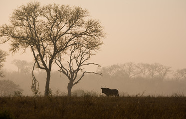 Wildebeest in the Mist at Dawn in South Africa