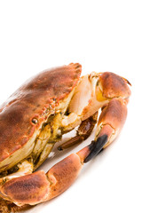 edible crab. cancer pagurus