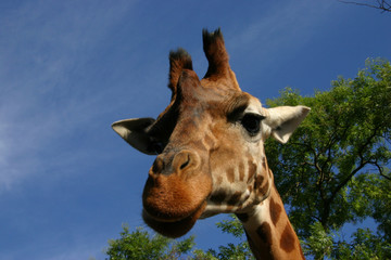 giraffa