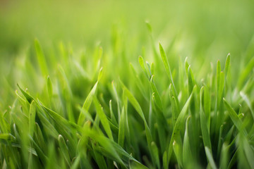 Green grass