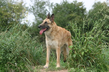 Fototapeta premium berger belge laekenois adulte debout en plein air