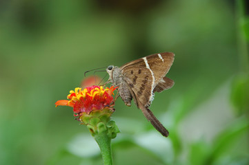 Potrillo skipper - (Cabares potrillo)