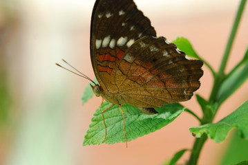 Anartia amathea