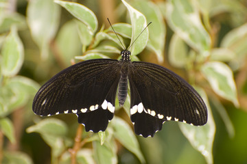 Fototapeta premium Papilio memnon