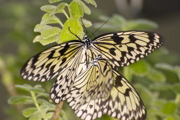 Fototapeta na wymiar Papilio demoleus