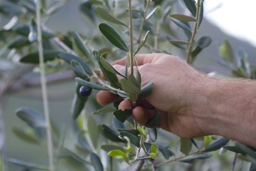 Raccolta olive - dettaglio