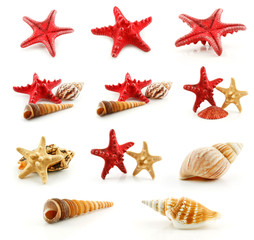 Set of Seashells (Starfish and Scallop) Isolated on White
