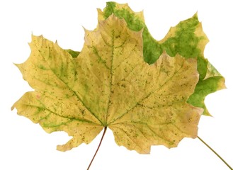 background undergrowth Fall