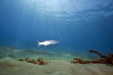 Fototapeta premium ocean, sun and great barracuda