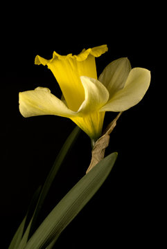 Narzissen (Narcissus)
