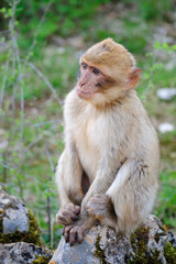 Macaque de Barbarie