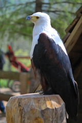 Aigle Pygargue / Bald Eagle