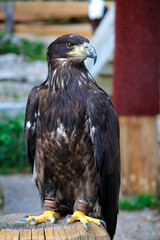 Aigle Pêcheur