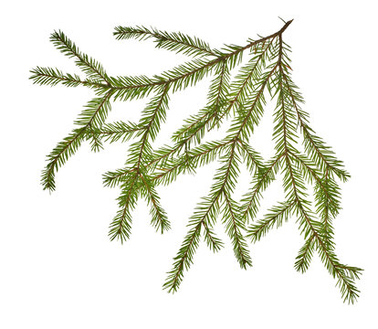 green fir branch on white