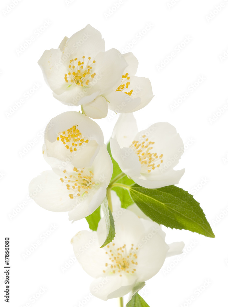 Sticker white jasmin flowers