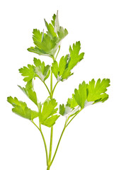 green parsley on white
