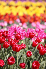 チューリップ畑