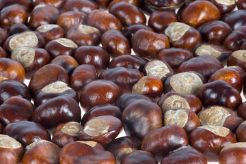chestnuts