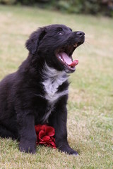 Mischlingswelpe mit roter Blume