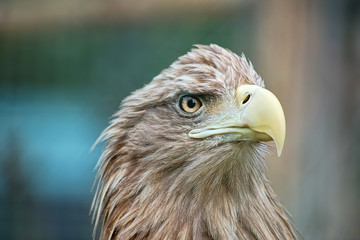 Portrait of eagle