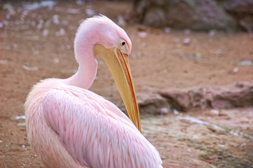 Pink pelican