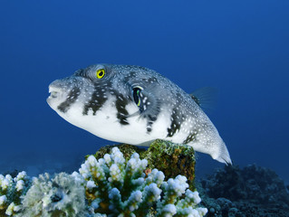 White-spotted puffer fish with blue water background