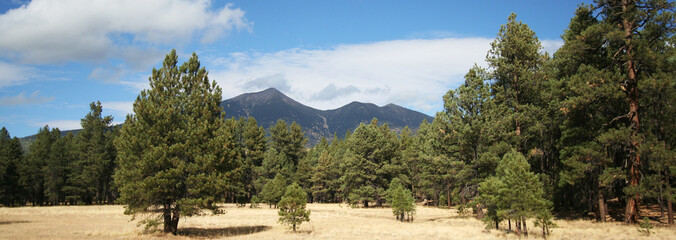 A View of the San Francisco Peaks Through the Pines - 17859809