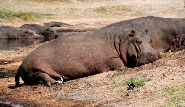 Resting hippopotamus