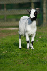 white and black goat