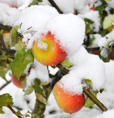 Apfel in Schnee