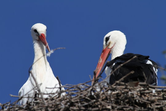 Ciconia ciconia - White Stork (14)