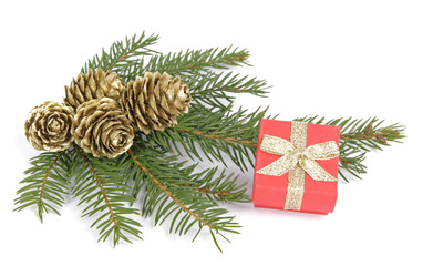 Twig of the spruce decorated with cones