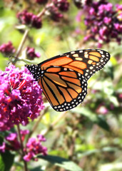 Fototapeta na wymiar orange black and white butterfly on the purple flower