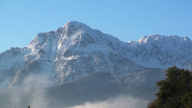 k&uuml;he auf der alm vor den bergen in bayern