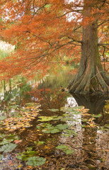 autumn color in Taxodium,flood-tolerant conifer