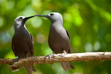 two noddis in love