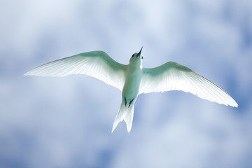 peaceful flying white tern