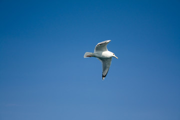 Soaring seagull