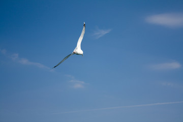 Soaring seagull