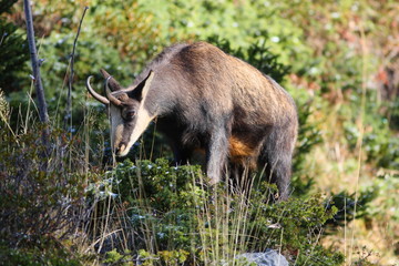 chamois