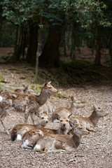 Group Of Wild Asian Deer