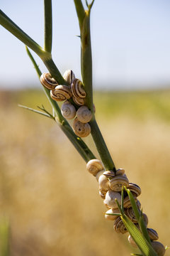 raw snails