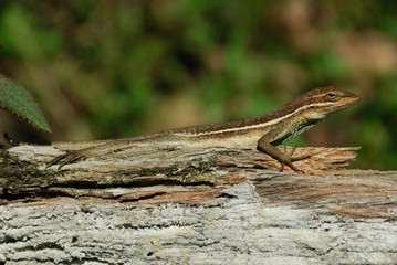 Anolis auratus - (polychrotidae sauria)