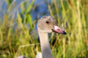 Fototapeta premium Duck